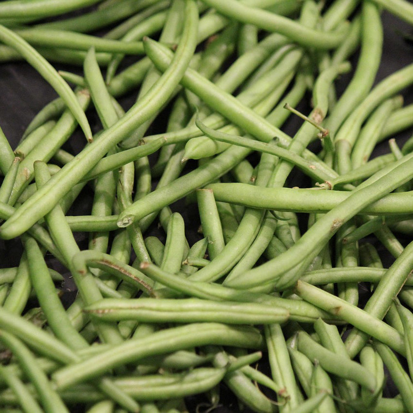 Kentucky Wonder Pole Bean