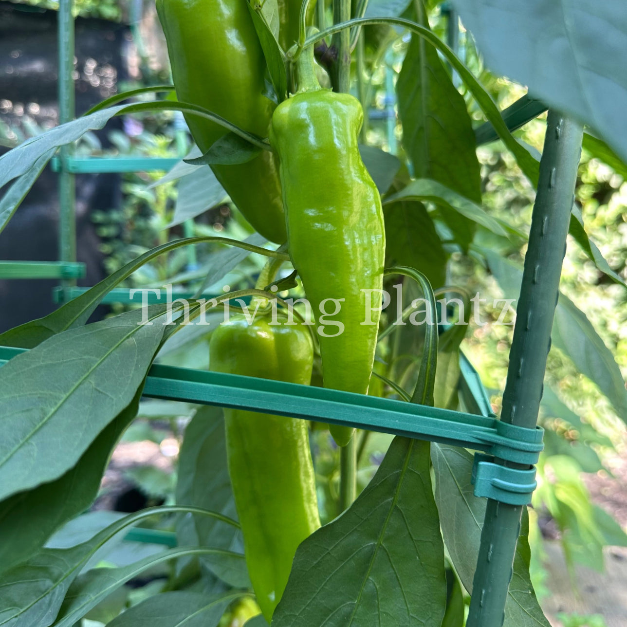 Cubanelle Pepper Organic