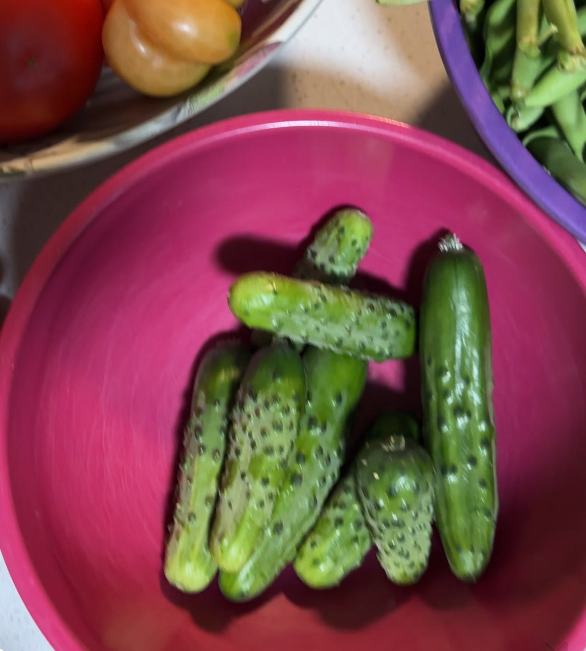 Boston Pickling Cucumber