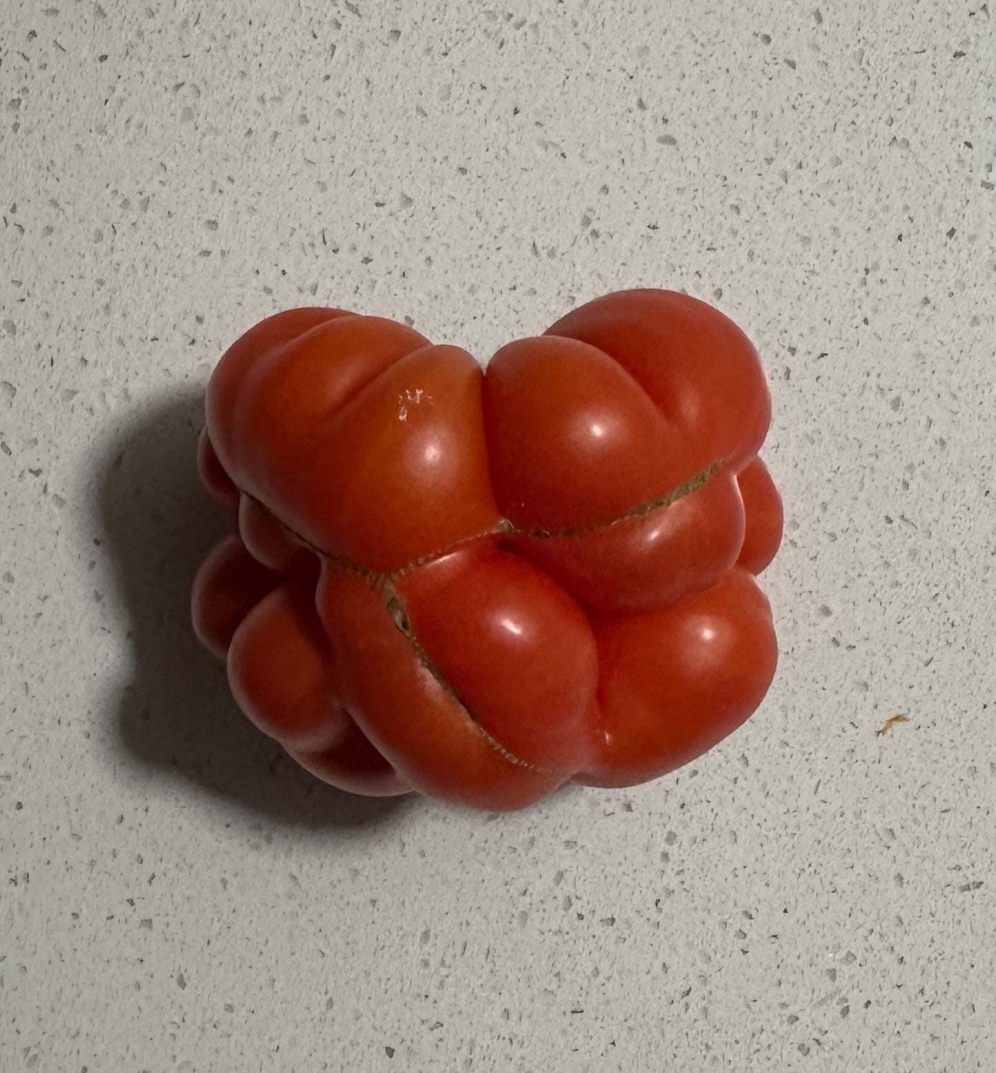 Voyage Tomato (Brain/Peruvian Travelers)