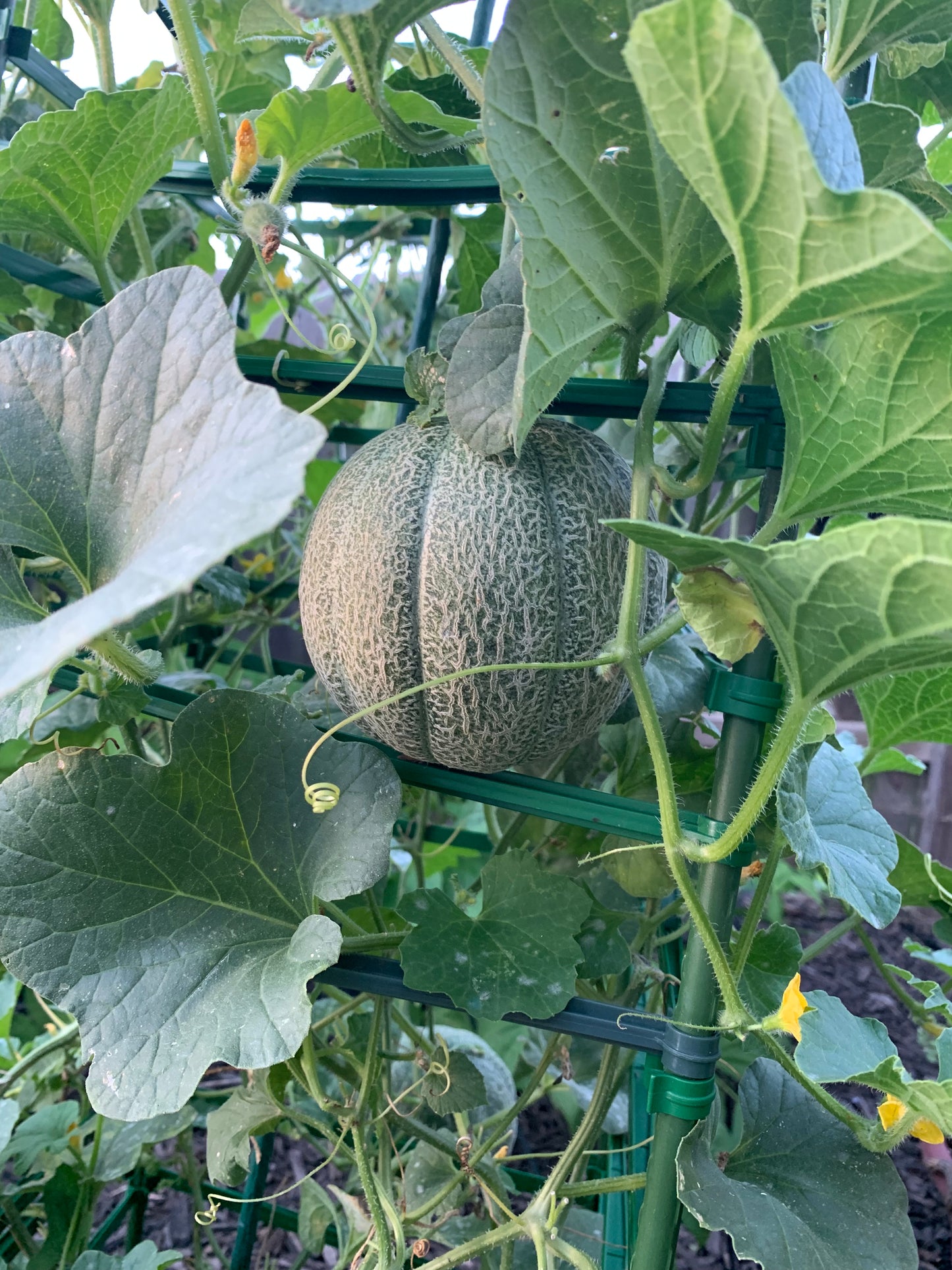 Minnesota Midget Cantaloupe