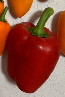 California Wonder Sweet Pepper
