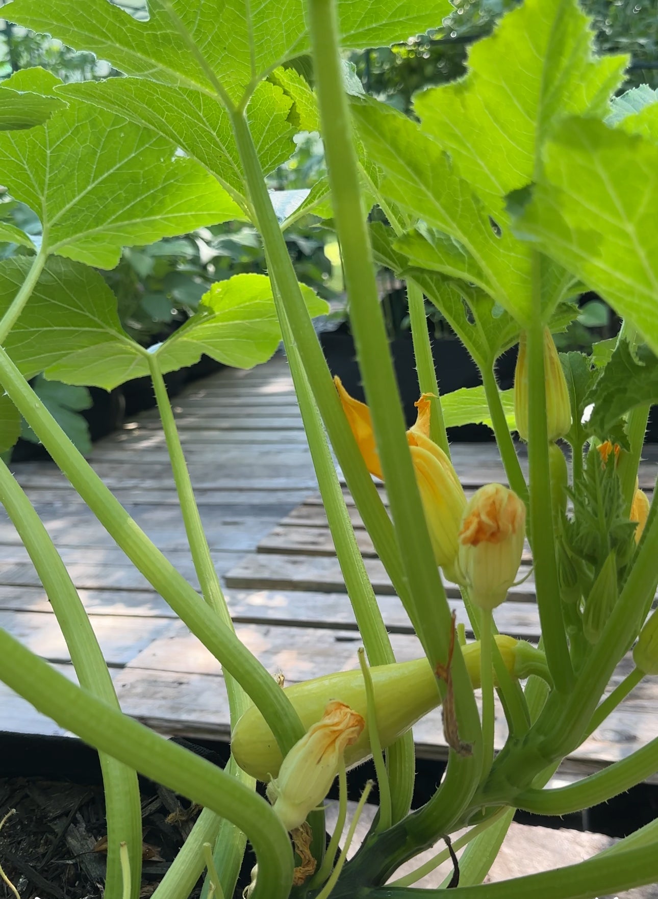 Crookneck Yellow Summer Squash
