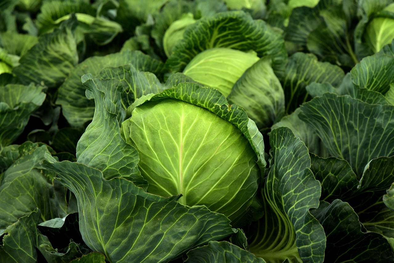 Golden Acre Cabbage