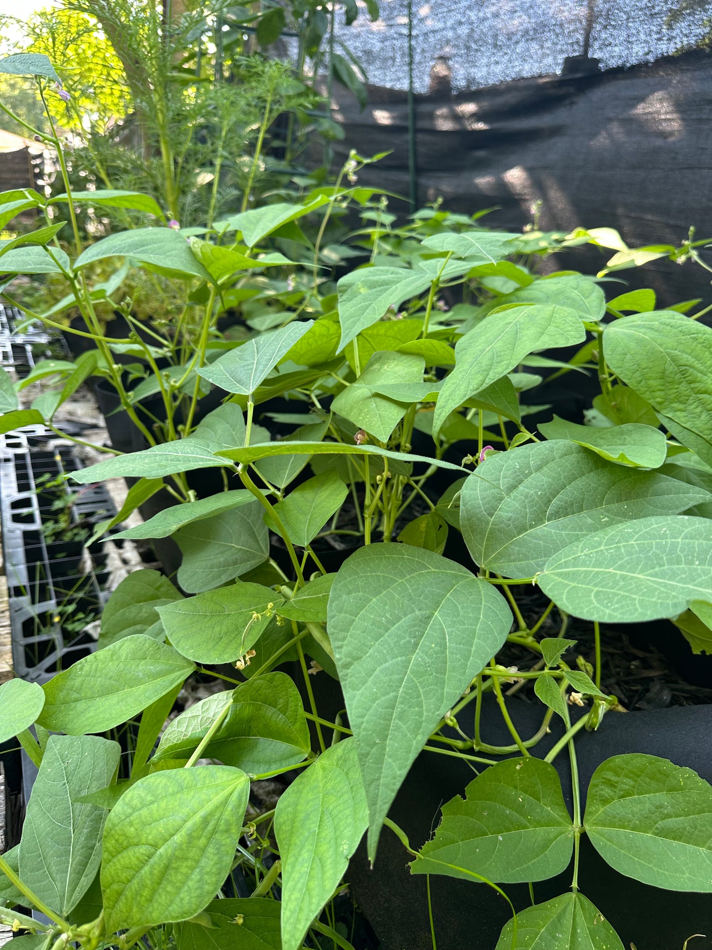 Blue Lake Bush 274 Bean