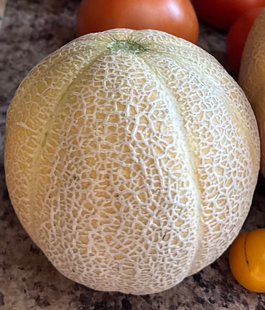 Minnesota Midget Cantaloupe