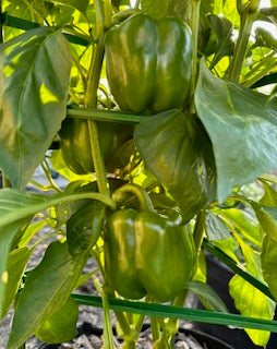 California Wonder Sweet Pepper