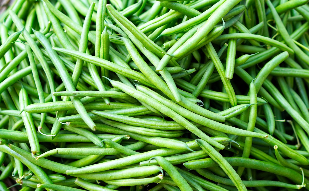 Kentucky Wonder Pole Bean