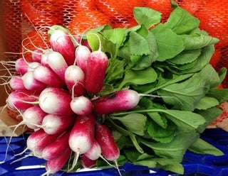 French Breakfast Radish