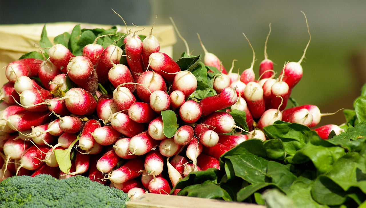 French Breakfast Radish
