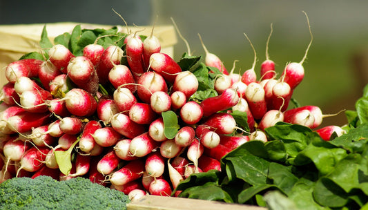 French Breakfast Radish