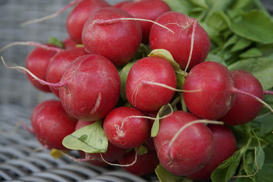 Crimson Giant Radish