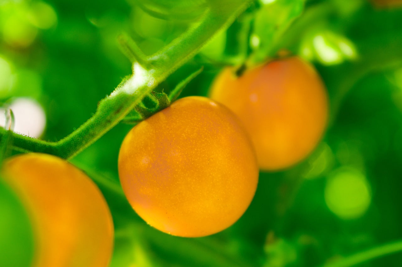 Golden Jubilee Tomato