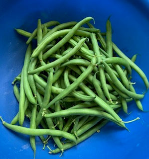 Kentucky Wonder Bush Bean