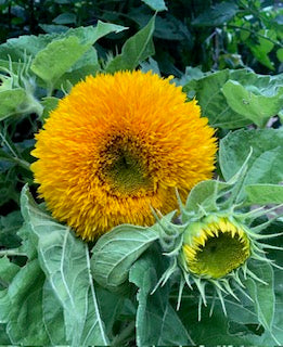 Teddy Bear Sunflower