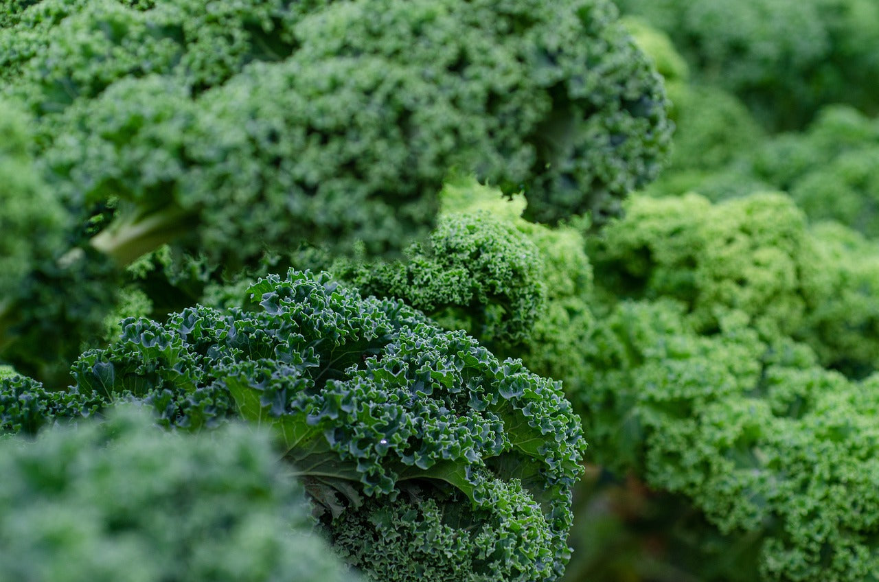 Dwarf Siberian Kale