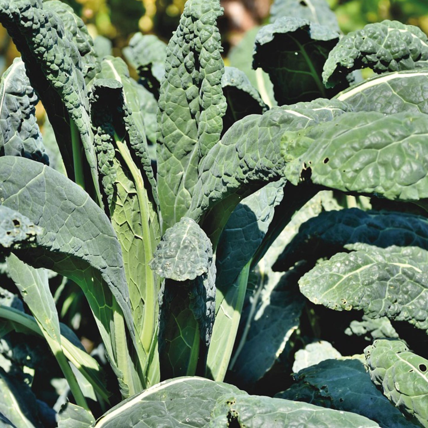 Black Tuscan Dinosaur Kale Organic