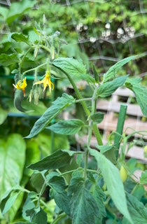 Roma VF Tomato