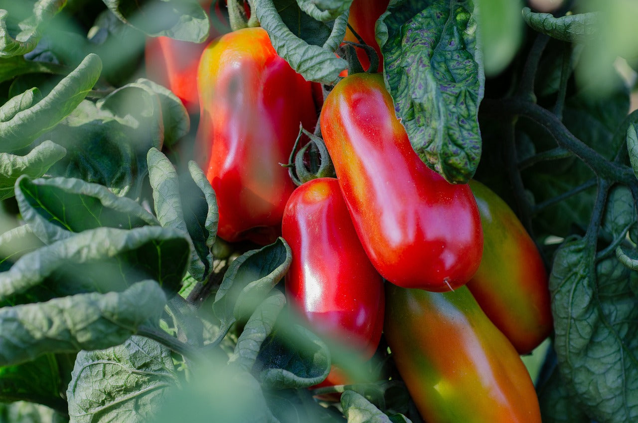 San Marzano 2