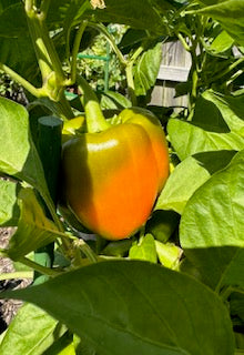 Orange Sweet Pepper