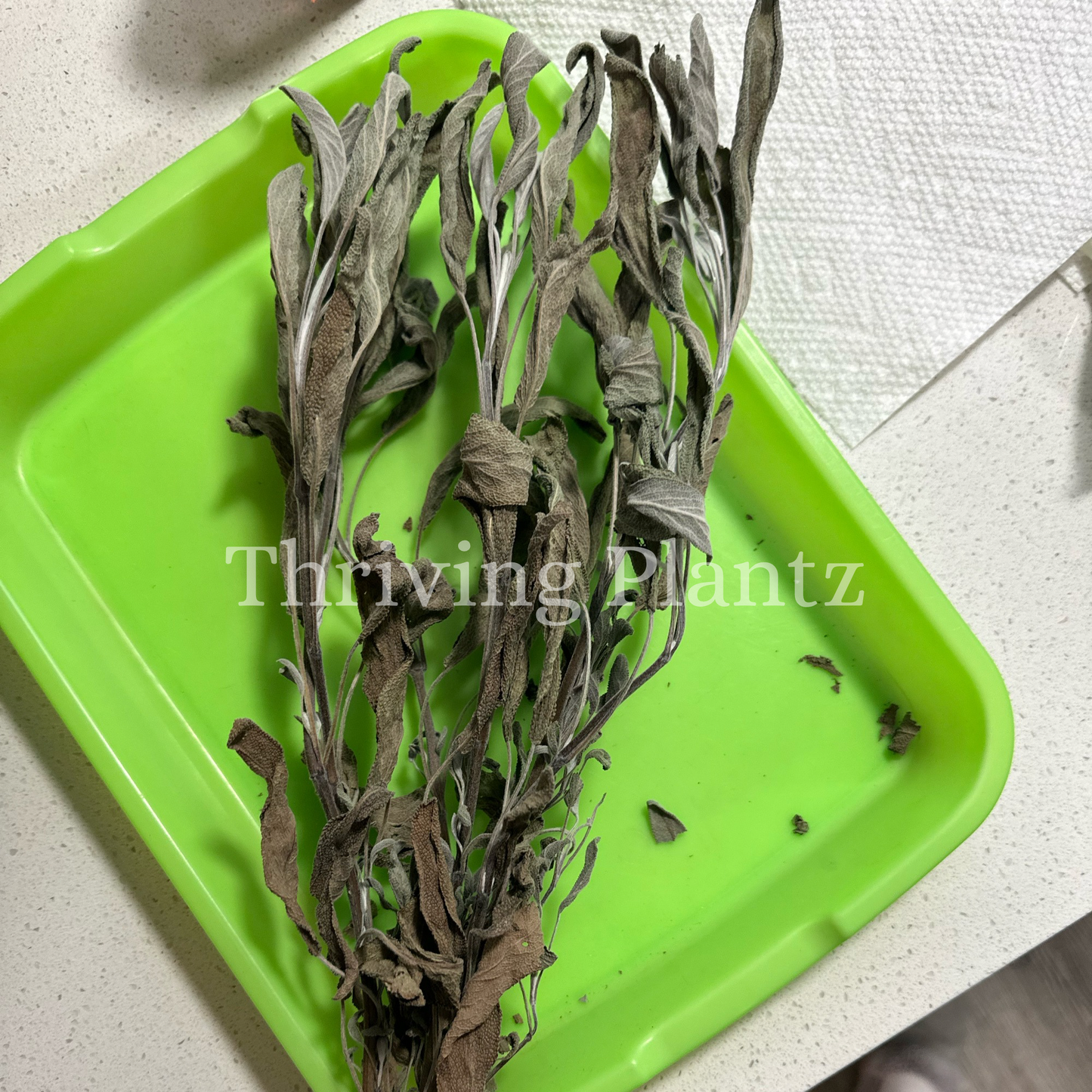 Broadleaf Sage Organic