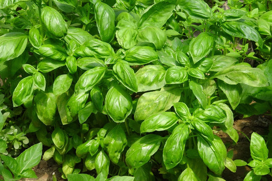 Italian Large Leaf Basil