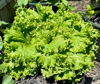 Black Seeded Simpson Lettuce