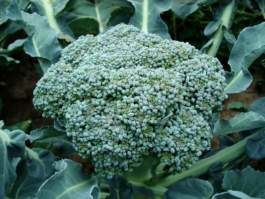 Waltham 29 Broccoli