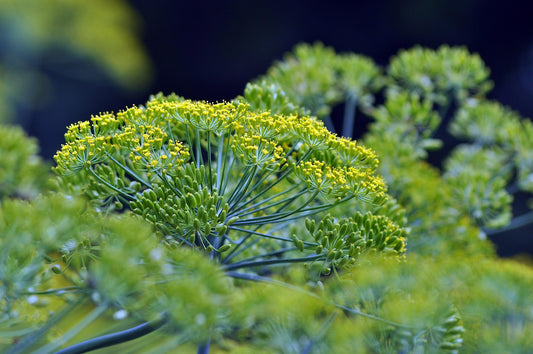 Bouquet Dill