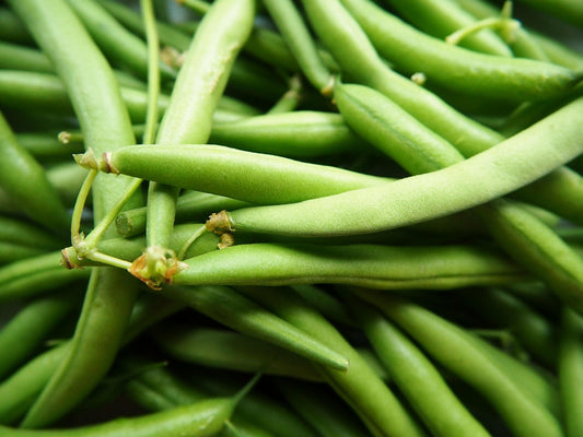 Provider Bush Beans