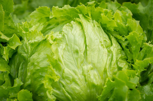 Salinas Lettuce