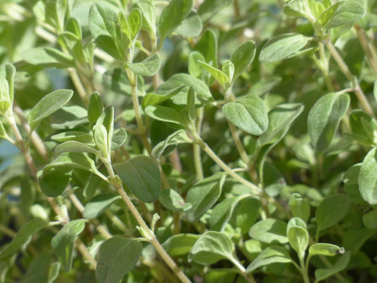 Sweet Marjoram