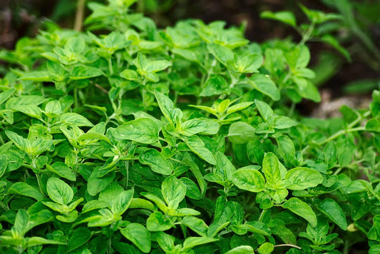Italian Oregano