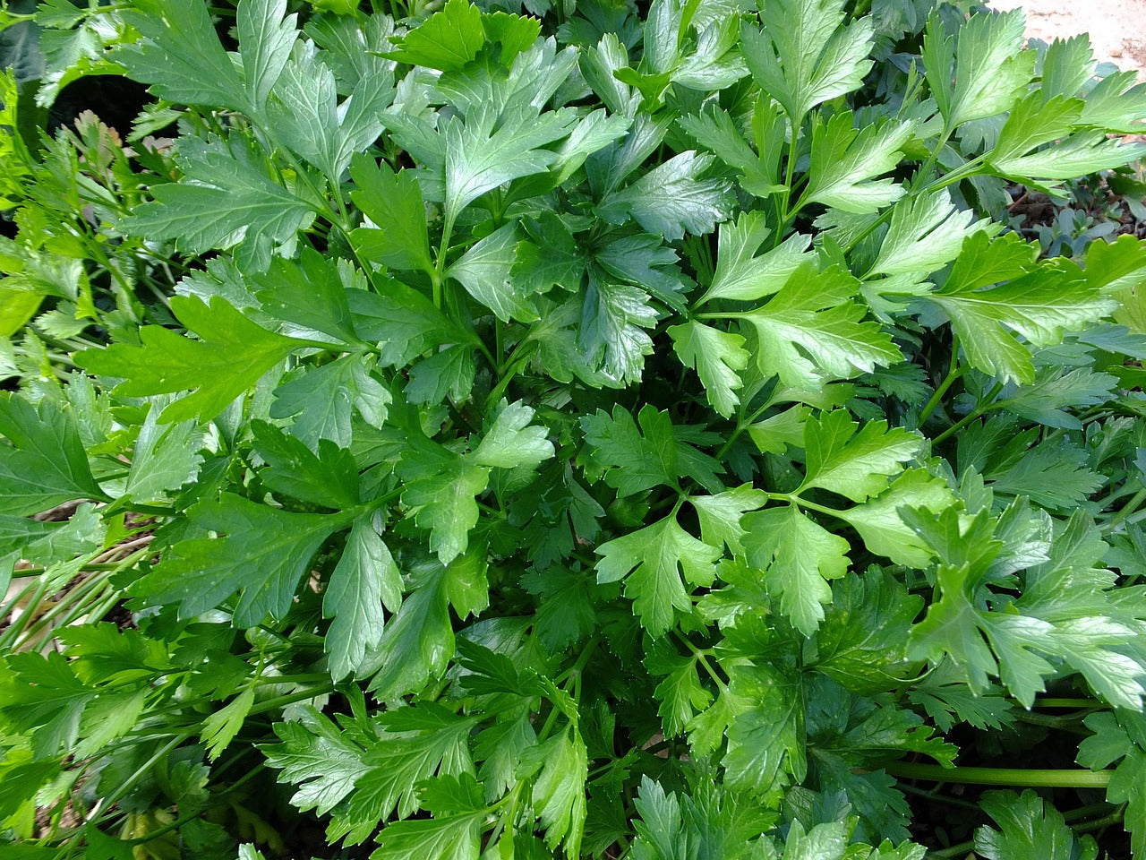 Italian Flat Leaf Parsley