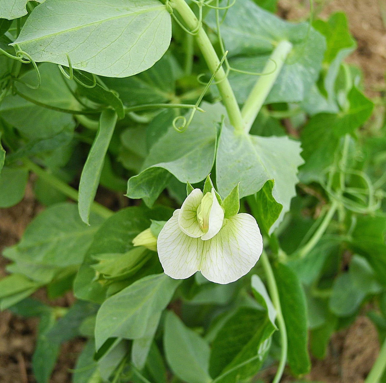 Sugar Daddy Snap Pea