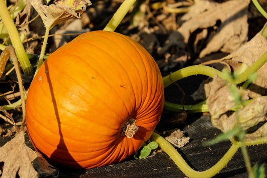 Connecticut Field Pumpkin