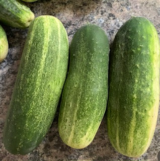 Spacemaster 80 Cucumber