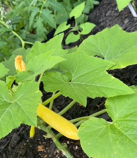 Early Prolific Straightneck Squash