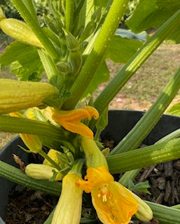 Early Prolific Straightneck Squash