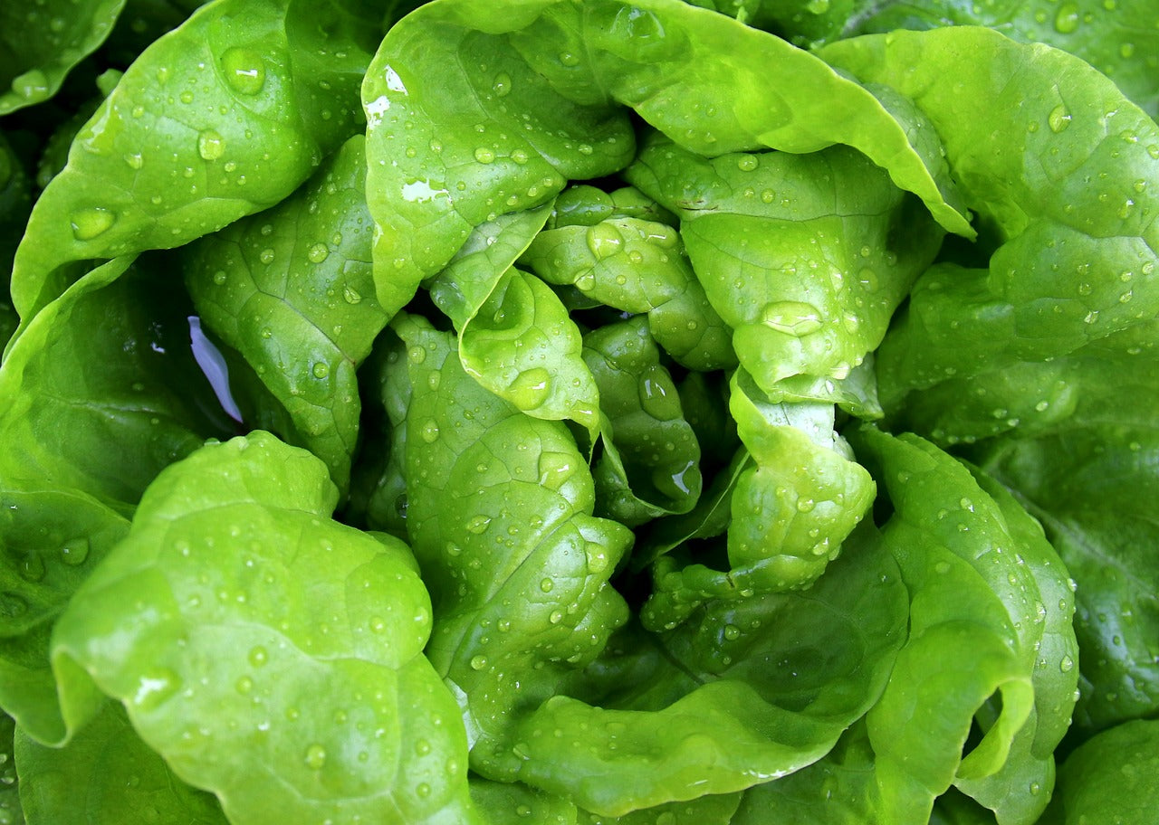 Summer Bibb Lettuce