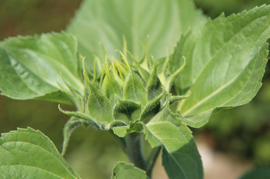 Italian White Sunflowers