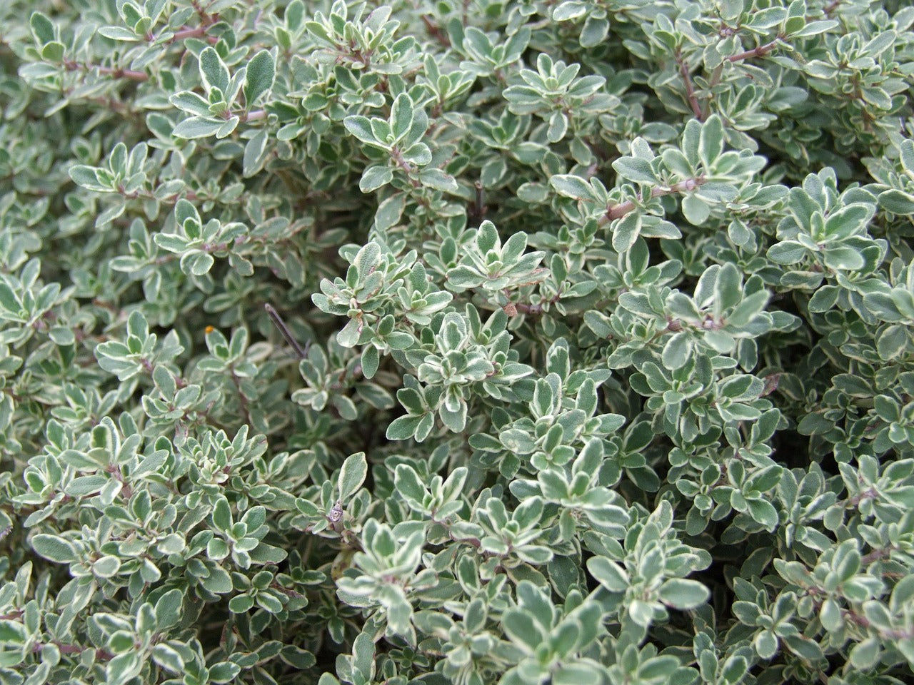 French Thyme