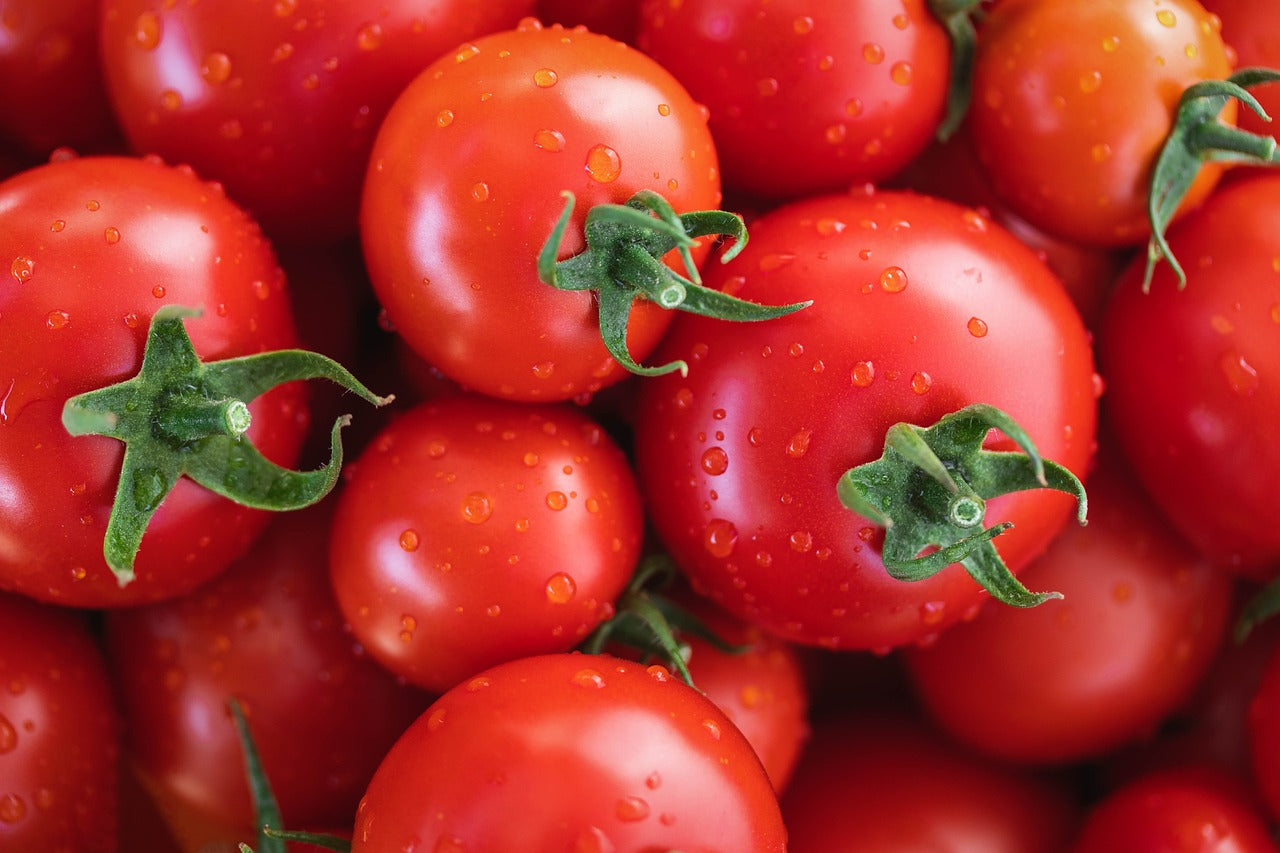 42 Day Tomato