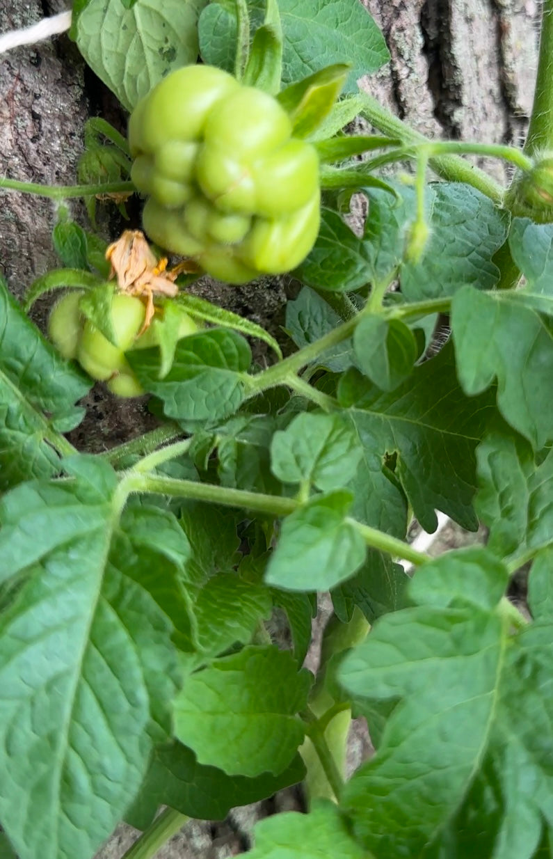 Voyage Tomato (Brain/Peruvian Travelers)