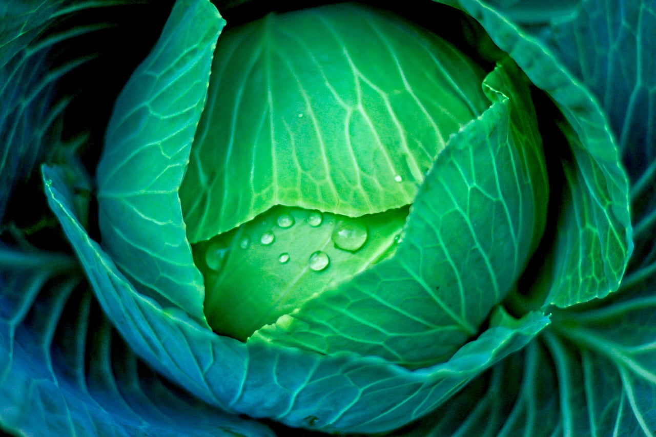 Golden Acre Cabbage