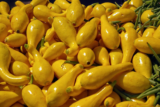 Crookneck Yellow Summer Squash