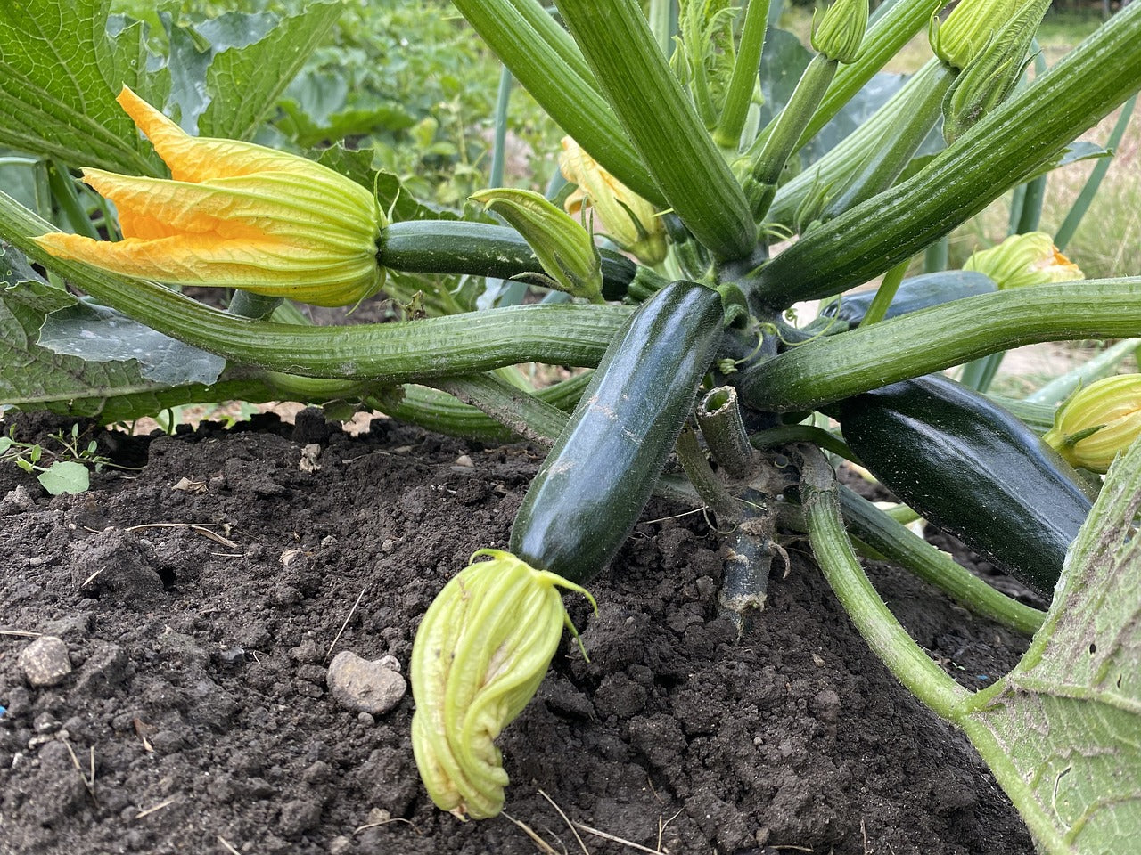 Black Beauty Zucchini