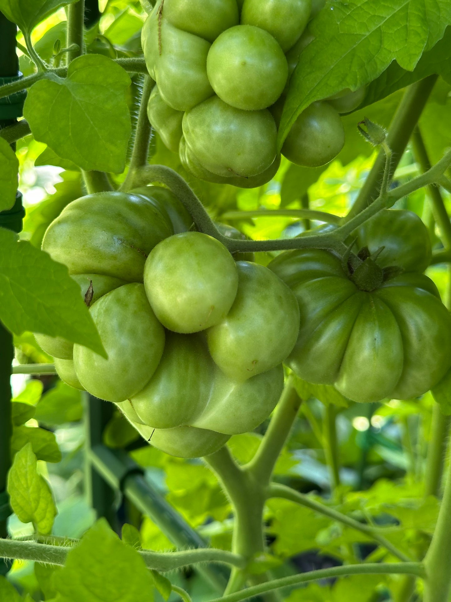 Voyage Tomato (Brain/Peruvian Travelers)