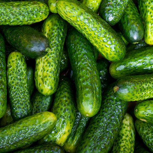 Boston Pickling Cucumber