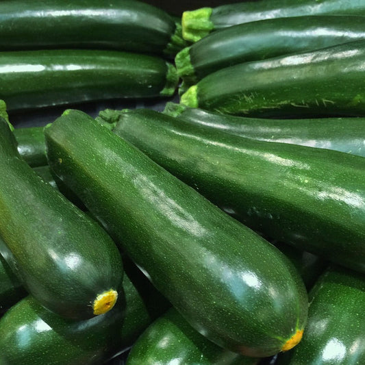 Black Beauty Zucchini